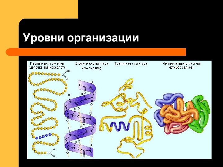 Презентация по биологии белки