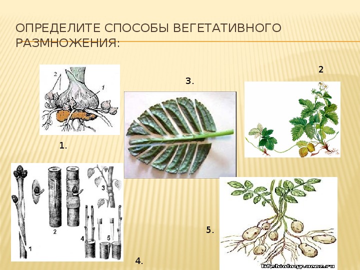 Процессы жизнедеятельности растений рисунок