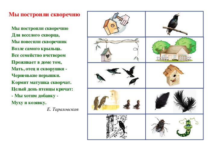 Схема описания птицы для дошкольников