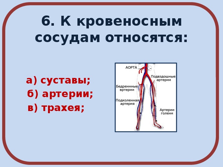 К кровеносной системе относятся