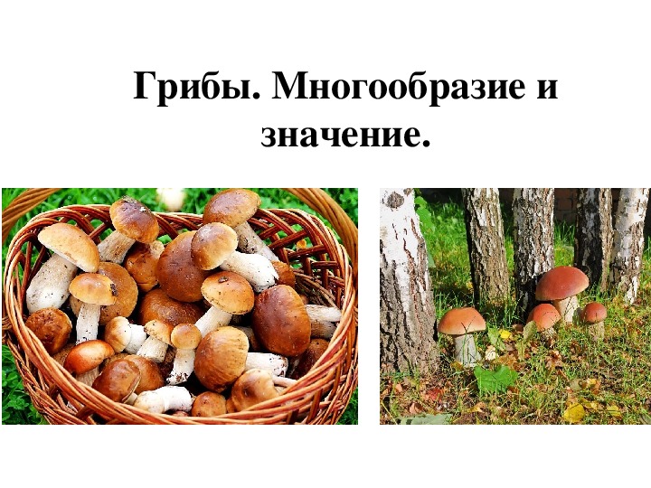 Сколько классов грибов. Разнообразие грибов. Разнообразие грибов в природе. Грибы многообразие грибов. Разнообразие грибов презентация.