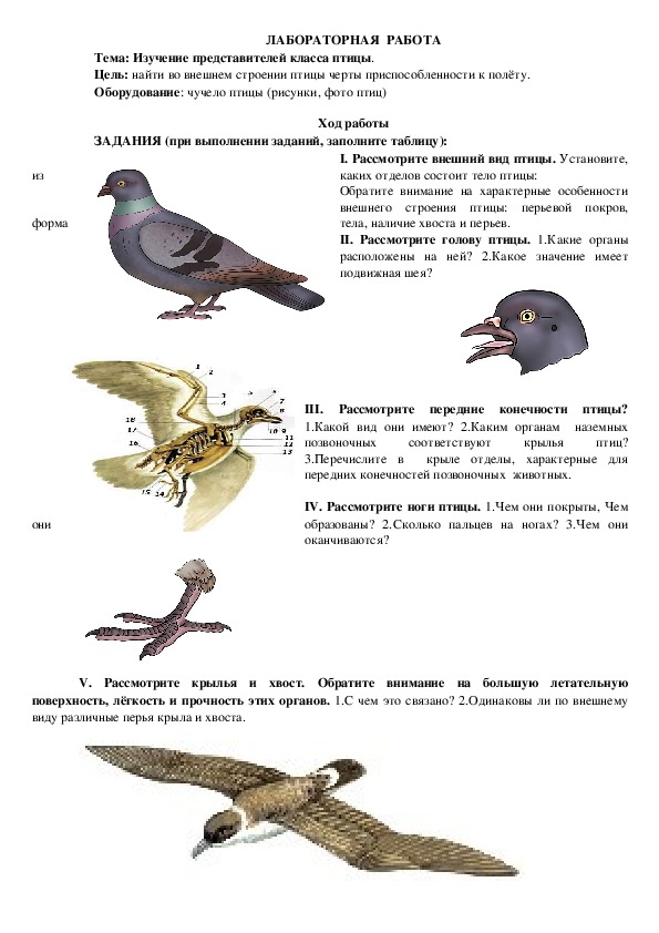 Лабораторная работа по биологии "Изучение особенностей внешнего строения птиц"