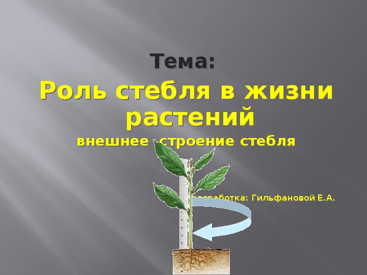 Роль стебля в жизни. Роль стебля в жизни растения. Роль черешка для растения.