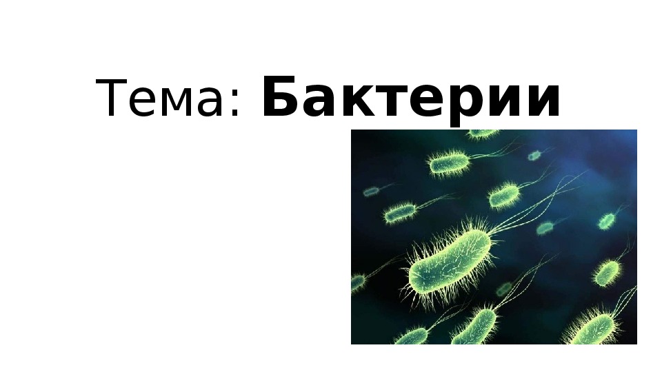 Сообщение по биологии 6. Проект бактерии. Бактерии 6 класс. Презентация по биологии. Презентация по биологии бактерии.