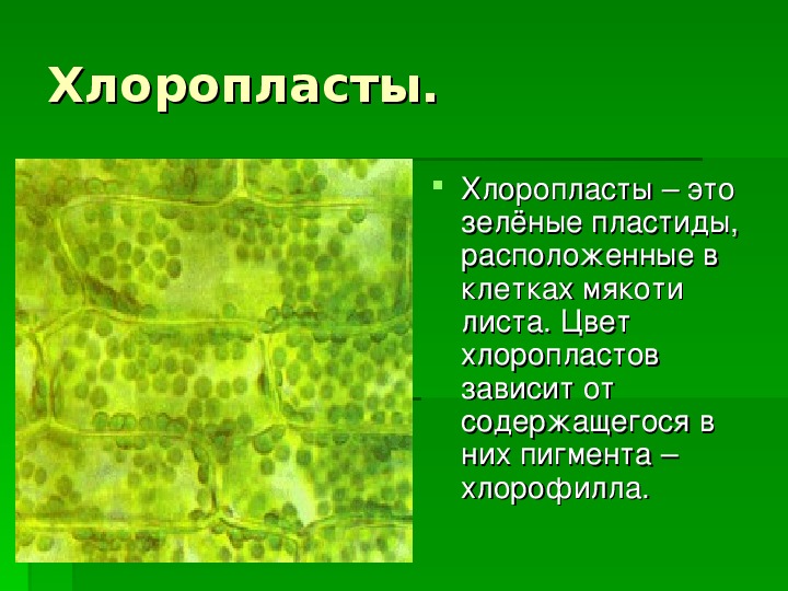 Зеленый пигмент хлоропластов