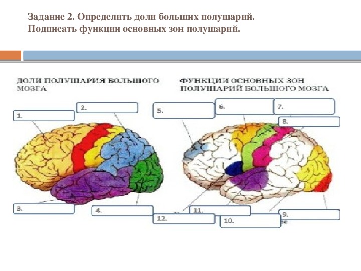 Большие полушария головного мозга функции и строение. Зоны коры полушарий большого мозга таблица. Зоны коры полушарий большого мозга и их функции. Головной мозг отделы и функции большие полушария.