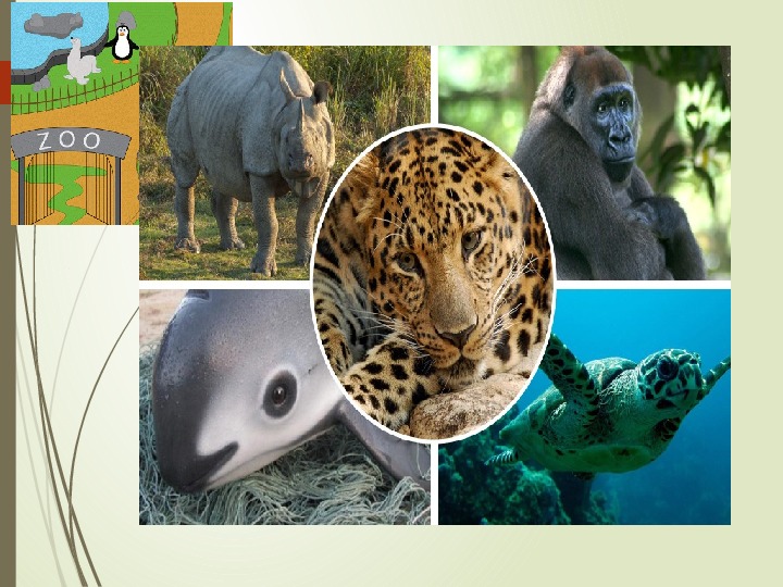 Презентация по английскому языку " Endangered animals" (6 класс)