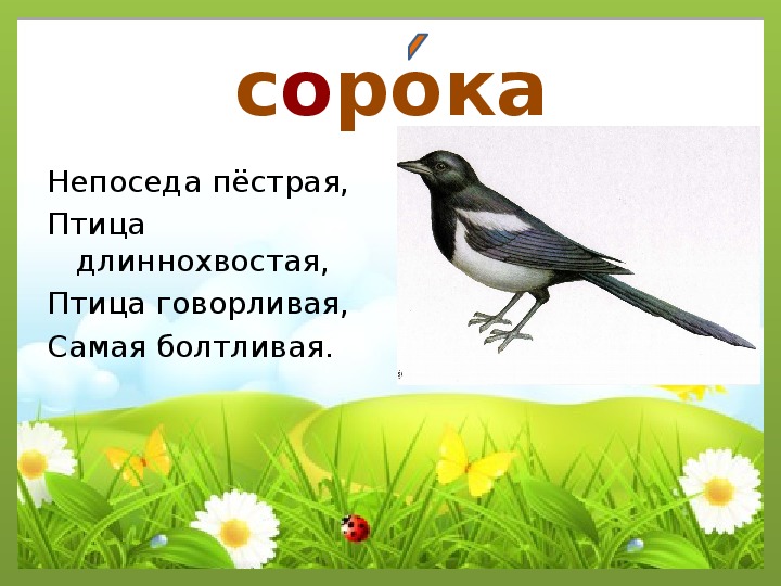 Картинка сорока словарное слово