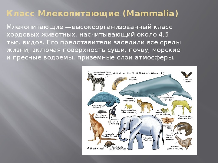 Класс млекопитающие строение презентация 7 класс биология