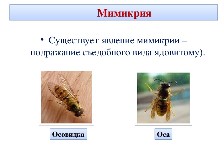 Мимикрия презентация 9 класс