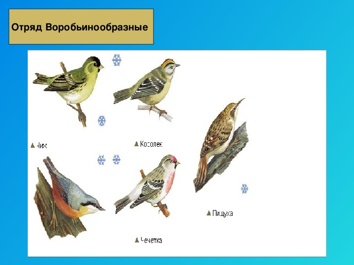 Тест класс птицы вариант 2 ответы. Отряд Воробьинообразные представители.