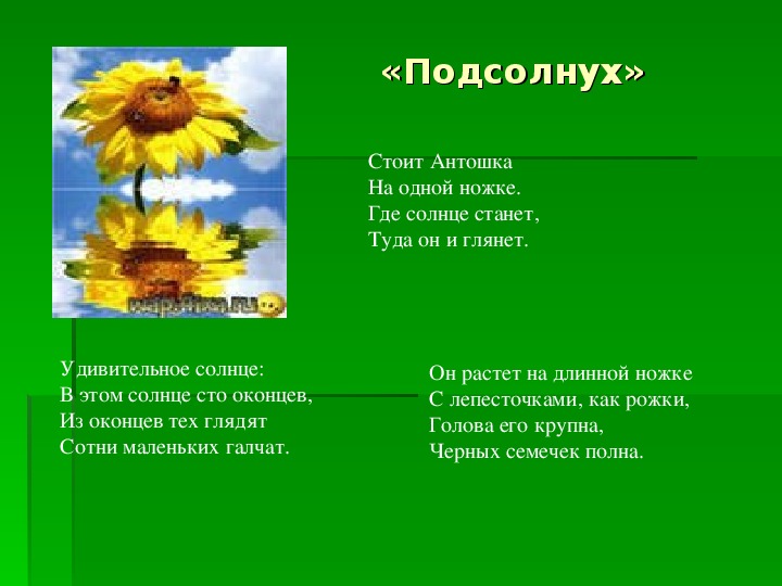 Стоит антошка на одной ножке ответ. Стоит Антошка на одной ножке. Стоит антотошка на одной ножке. Стоит Антошка на одной ножке загадка. Загадка про подсолнух Антошка на ножке.