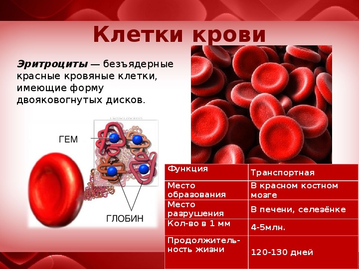 Кровь биология 11 класс. Строение и функции клеток крови. Состав крови функции клеток крови. Строение и функции клеток крови кратко. Состав крови эритроциты функции таблица.