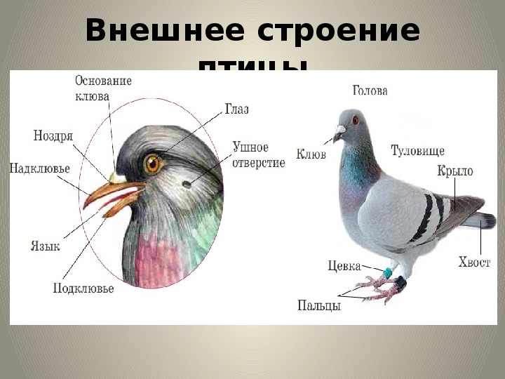 Презентация класс птицы внешнее строение 7 класс