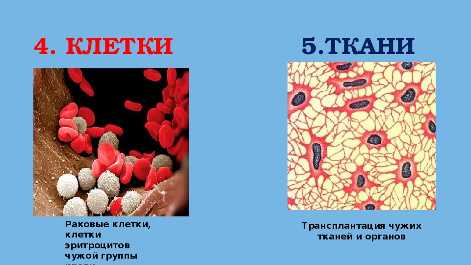 Защитные свойства организма. Иммунитет и группы крови. Презентация на тему: иммунитет и группа крови. Иммунитет и группы крови 8 класс. Кровь иммунитет.