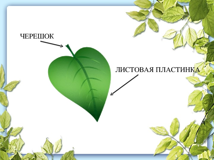 Презентация внешнее строение листа