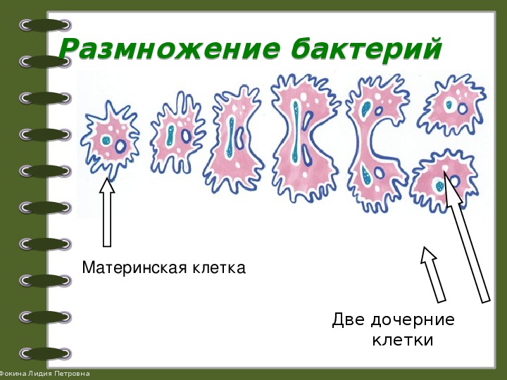 Жизнедеятельность бактерий 5. Бактерии строение и жизнедеятельность 5 класс биология. Строение и жизнедеятельность бактерий 5 класс. Задания по строению бактерий. Бактерии их строение и жизнедеятельность 5 класс.