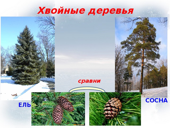 Презентация "Учимся различать деревья и кустарники зимой" (1 класс, окружающий мир)