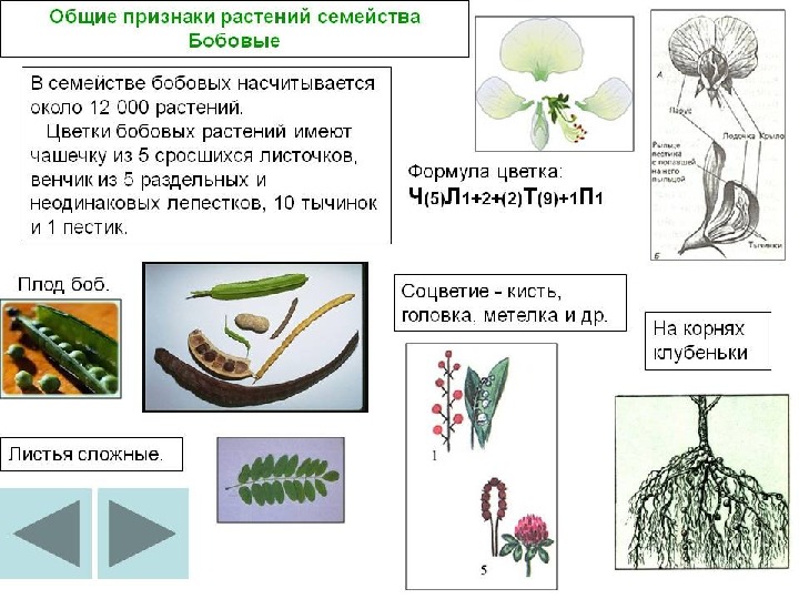 Биология бобовые презентация 6 класс