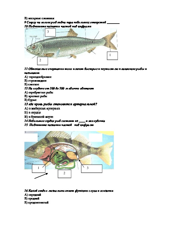 Тесты по биологии 7 класс с ответами строение рыб. Самостоятельная работа по биологии Надкласс рыбы 7 класс.