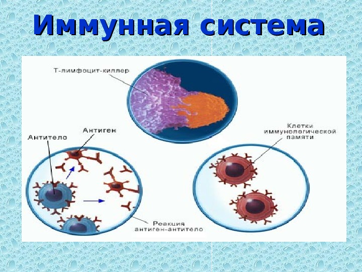 Проект по биологии 8 класс на тему иммунитет