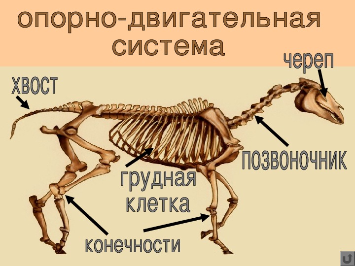 Внешнее строение и опорно двигательная система млекопитающих 7 класс презентация