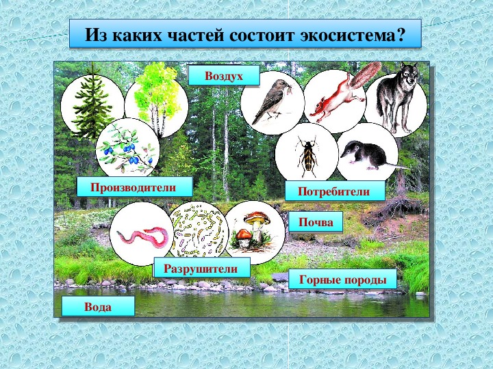 Экосистемная организация природы компоненты экосистем 9 класс