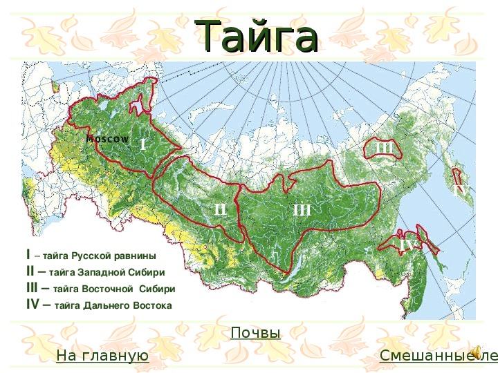 Лес в россии карта