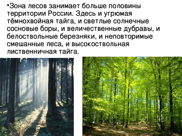 Лесная зона занимает большую часть климатического. Зона смешанные широколиственные хвойные леса. Леса России презентация. Зона лесов леса России. Сосна в зоне смешанных лесов.