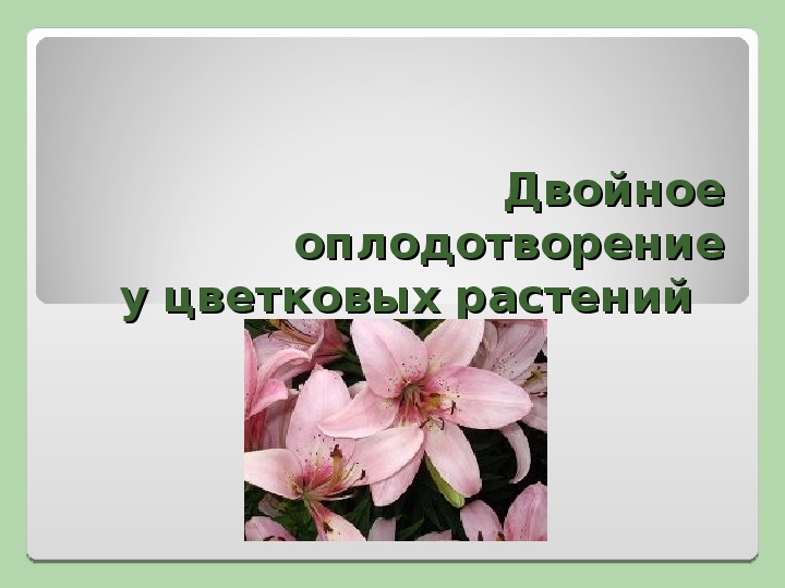 Двойное оплодотворение у цветковых растений презентация