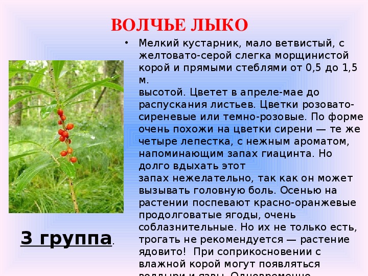 Ядовитые Растения Краснодарского Края Фото И Описание
