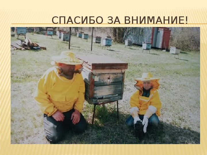 Презентация по окружающему миру на тему "Пчела-крылатая труженица"(4 класс,окружающий мир)