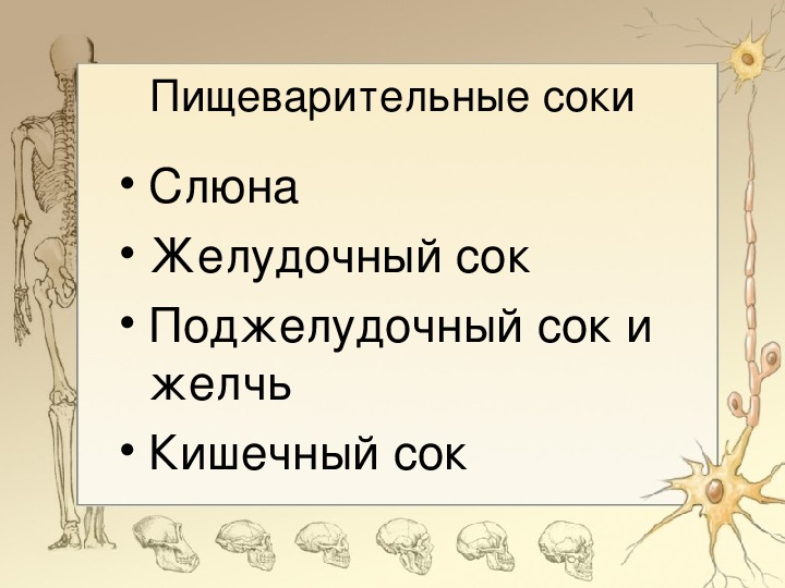 Биология 8 класс пищеварение презентация 8 класс