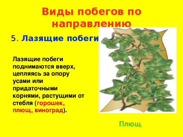 Направление растений. Побеги плюща. Тип побега у плюща. Лазающие побеги. Плющ Тип стебля.