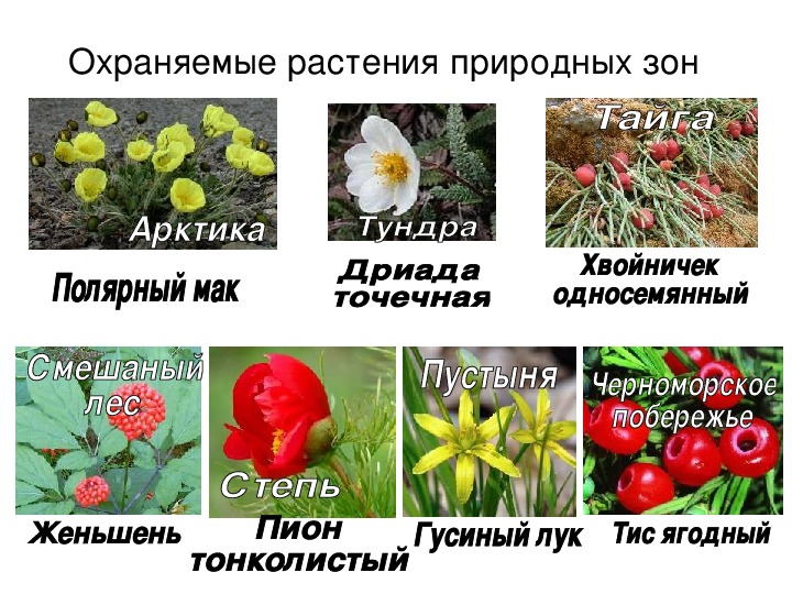 Что сторожил цветок. Растения которые охраняются в России. Три охраняемые растения. Название трех охраняемых растений. Какие растения бывают в красной книге.