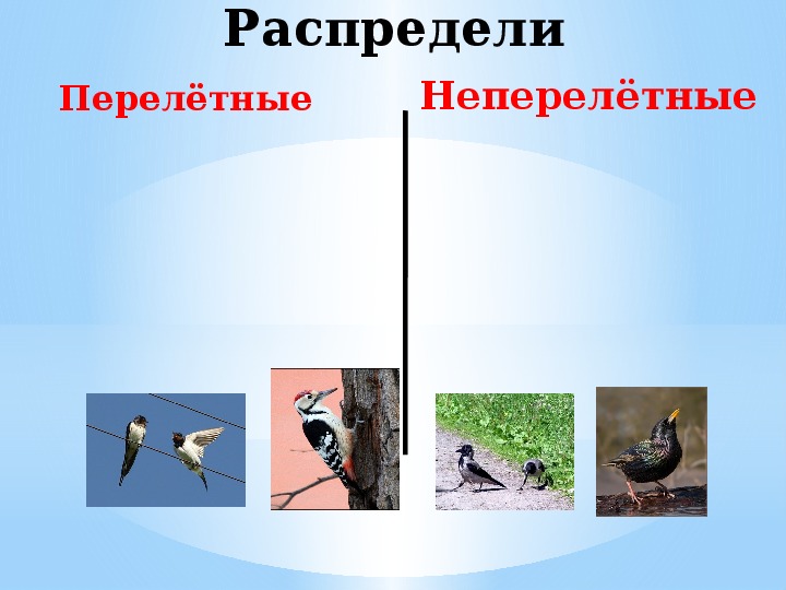 Презентация на тему: "Зимующие птицы Белгородской области"