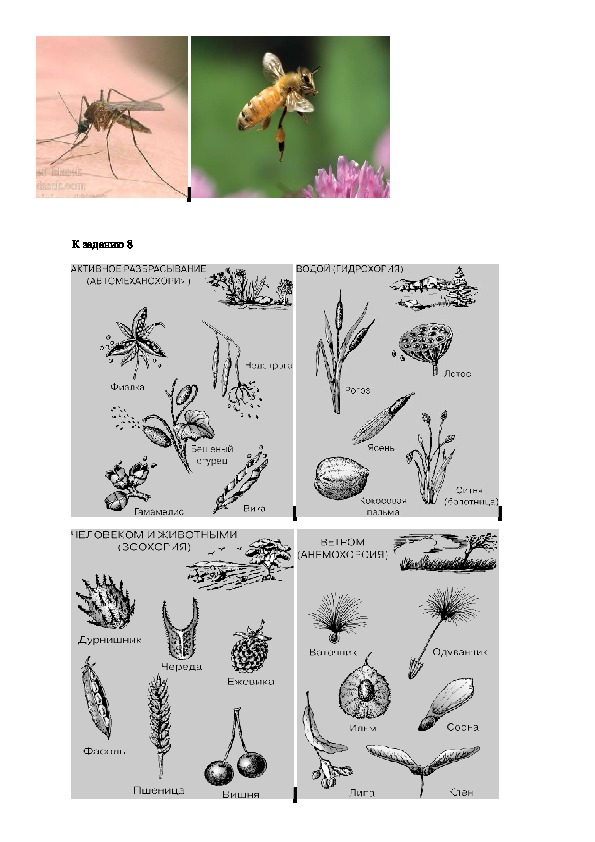 Реферат: Ароморфозы растений и животных (WinWord 98)