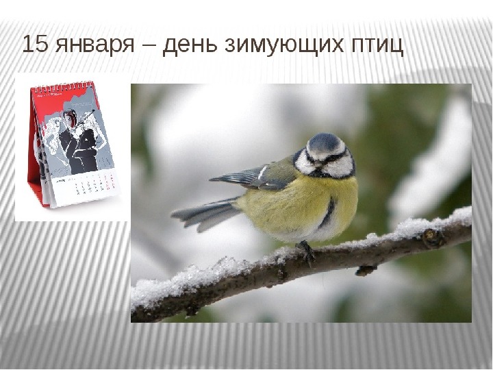 Презентация: День зимующих птиц для детей с ОВЗ