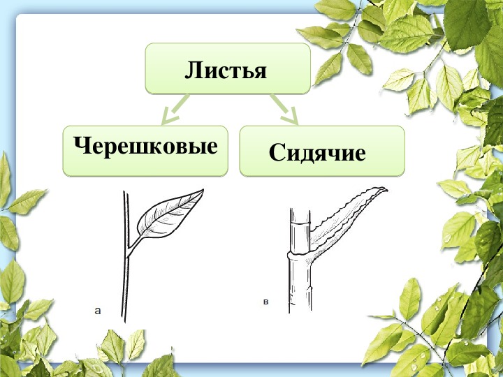 Черешковый лист рисунок