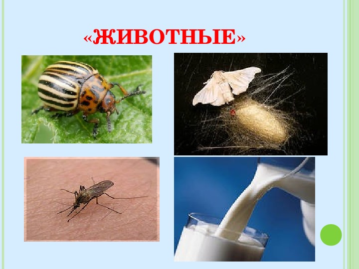 Тела живой природы 5 класс. Рой организмов в жизни человека.. Значение организмов в природе и жизни человека 5 класс по параграфу 16. Биология параграф 16 5 класс значение живых организмов для человека.