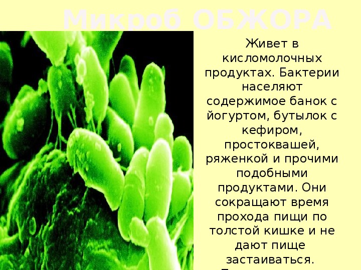 Что такое бактерии. Бактерии 3 класс окружающий мир. Информация о бактериях. Проект бактерии.