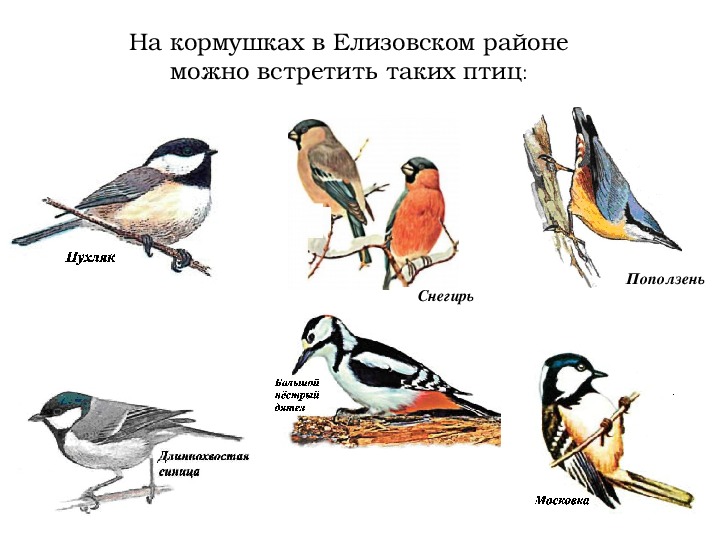 В каких произведениях есть птицы