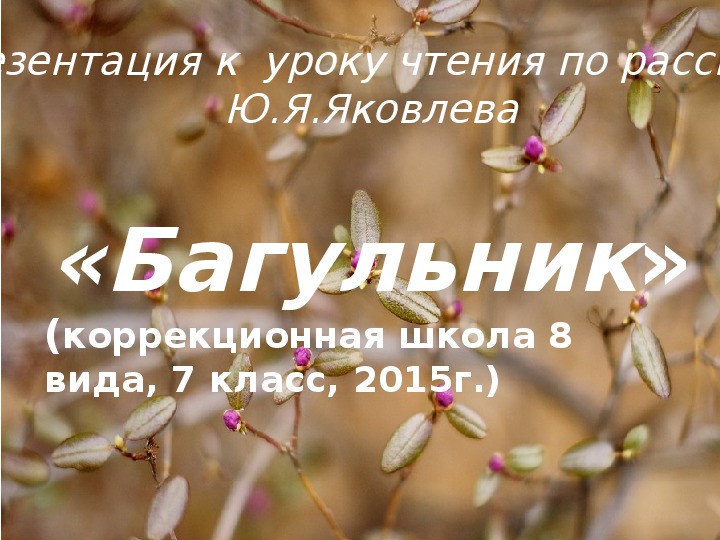 Багульник яковлев картинки