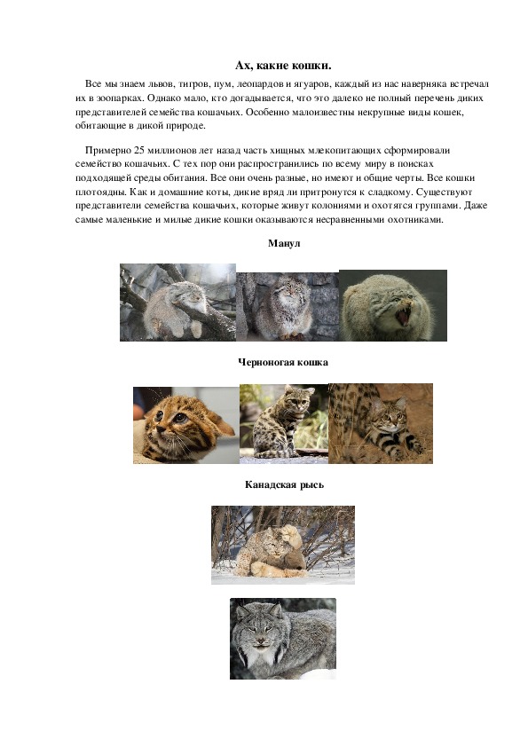 Обложка для материала Ах, какие кошки.