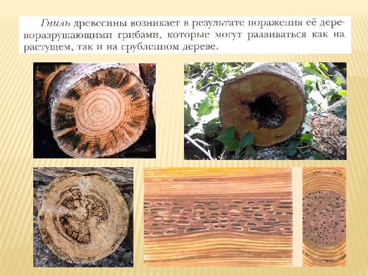 Заготовка древесины пороки древесины лесоматериалы презентация