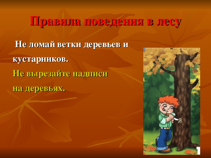 Почему нельзя ломать ветки деревьев и кустарников. Не ломай ветки деревьев и кустарников картинки. Почему нельзя ломать ветки деревьев в лесу. Почему нельзя ломать деревья и кустарники.