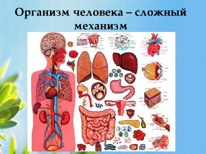 Органы человека 9 класс. Организм человека. Организм человека картинки. Внутренние органы человека для дошкольников.