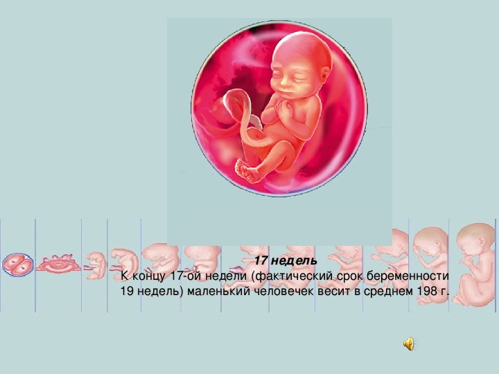 Этапы внутриутробного развития человека презентация