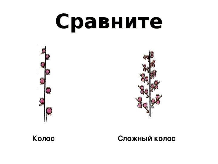 Схема соцветия подорожника