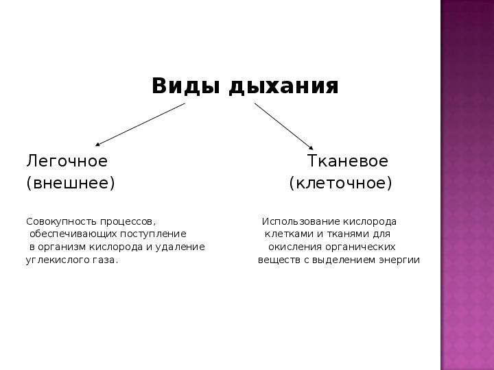 Дыхание 8 класс презентация